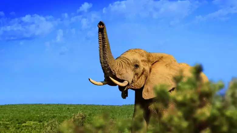 Gorongosa: Paradise Reborn (2022)