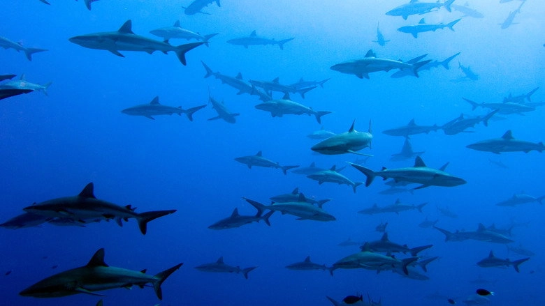 United Sharks Of America (2015)