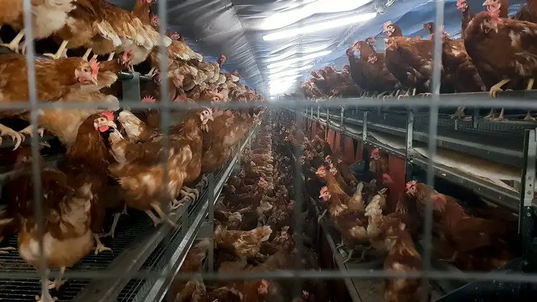 Armes Huhn - Armer Mensch: Vom Fruhstucksei Zur Wirtschaftsflucht (2019)