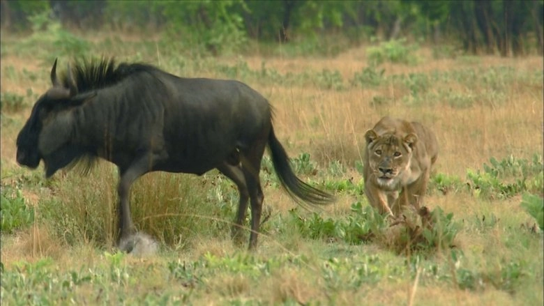 The Last Lioness (2009)