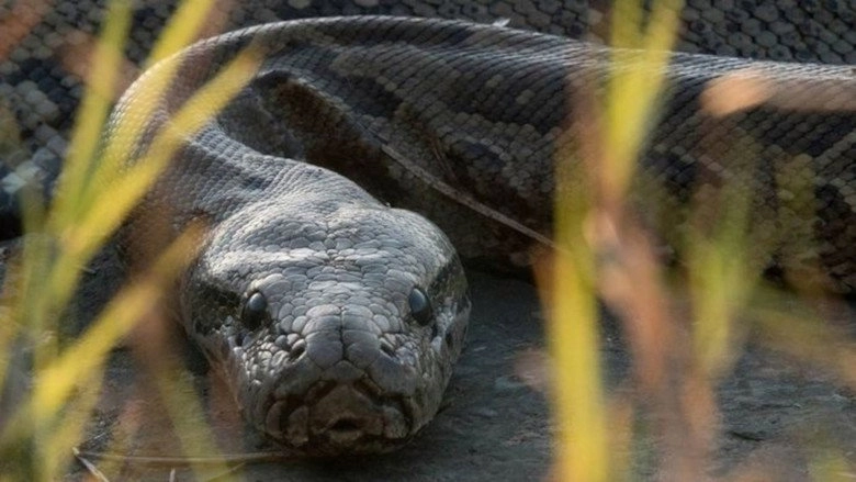 Squeeze: African Python (2017)