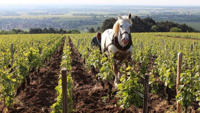 Grand Cru (2018)