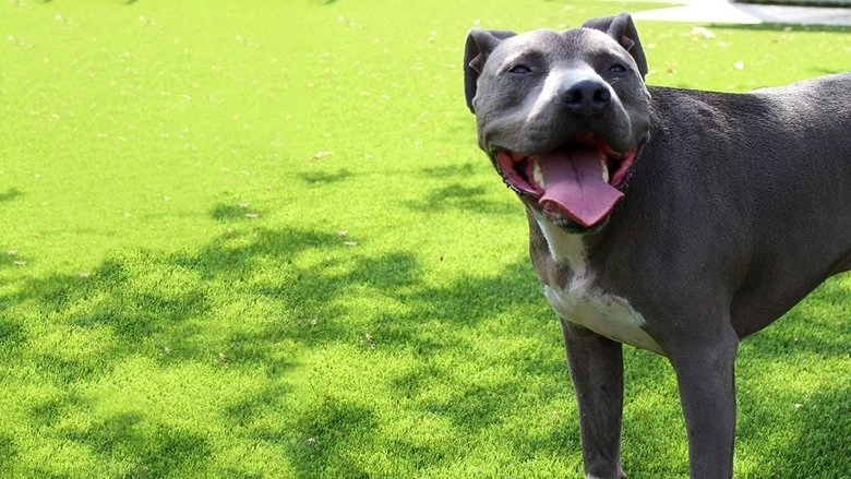 Cesar Millan: Love My Pit Bull (2014)