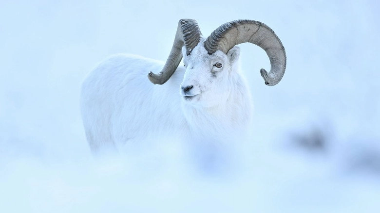 Yukon - Un Reve Blanc (2022)