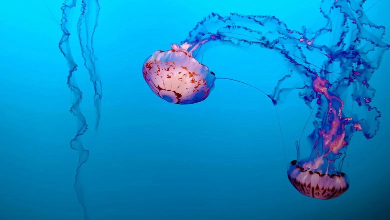 Meduses - Les Souveraines Des Oceans (2026)