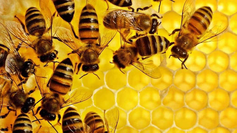 The Mystery Of The Disappearing Bees (2010)