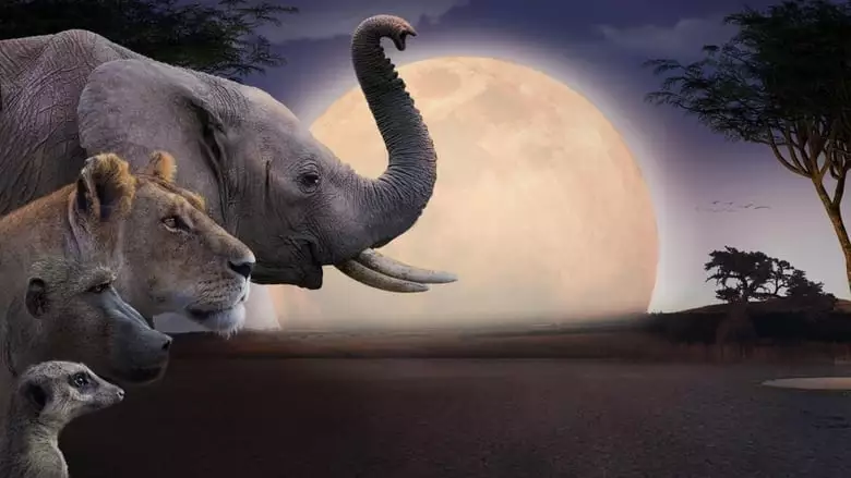 Kalahari, L'autre Loi De La Jungle (2021)