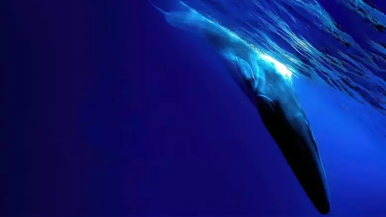 The Loneliest Whale: The Search For 52 (2021)