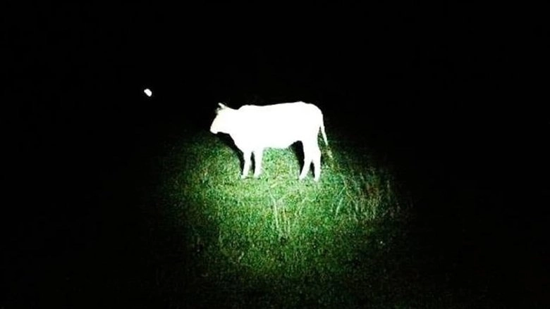 Hindi Sila Tatanda (2014)