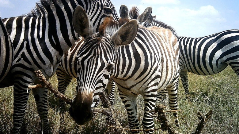 Amazing Animal Selfies (2016)