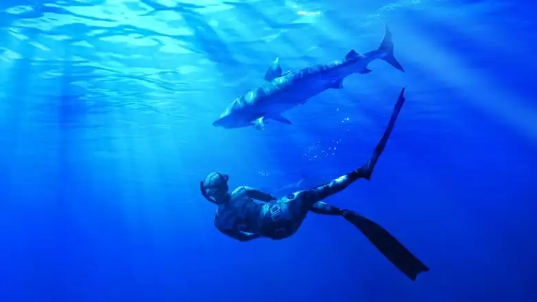 Maui Shark Mystery (2022)