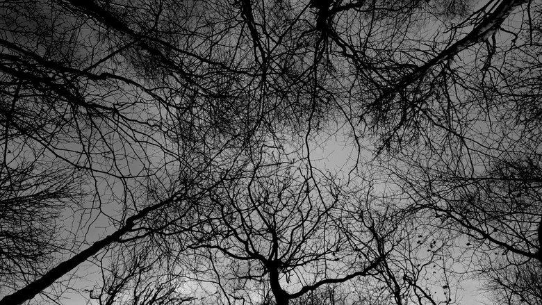 Spectral Tranquility (2026)