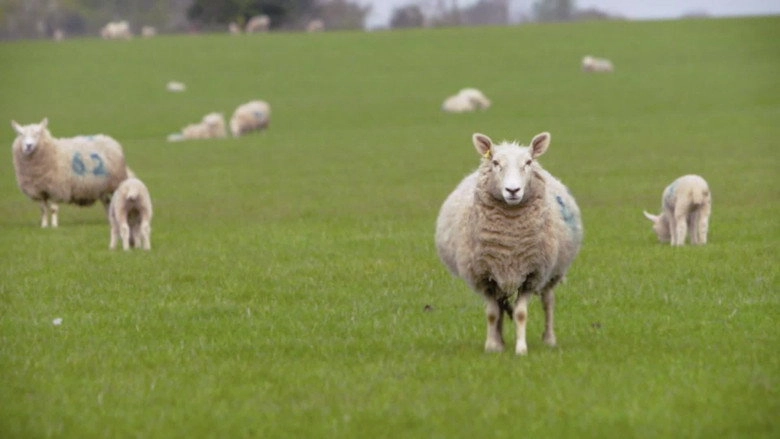 Baa Baa Land (2017)