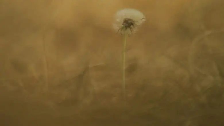 Pradera (2023)