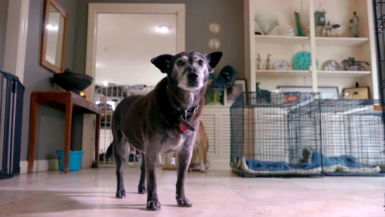 Life In The Doghouse (2018)