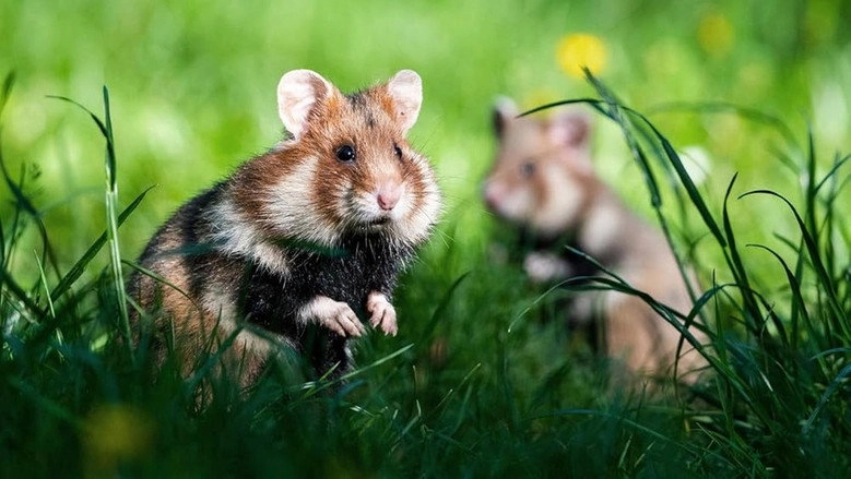 Geheimnisvolle Parktiere - Wildes Leben In Der Stadt (2021)