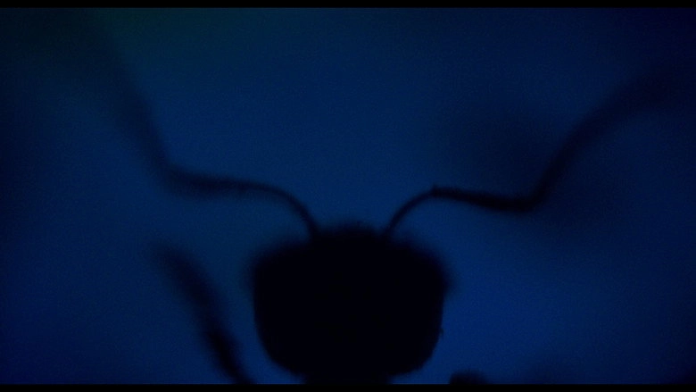 Antface (1970)