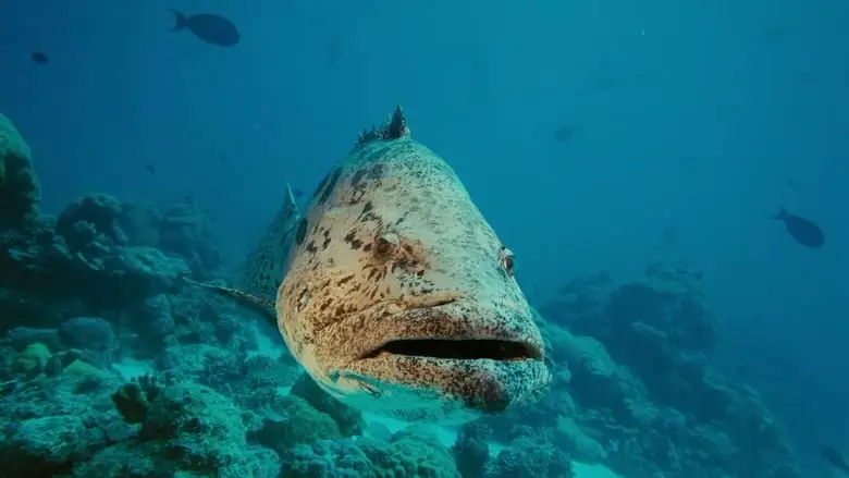 Under The Sea 3D (2009)