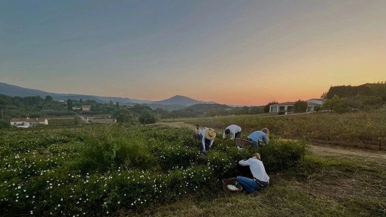Fleurs A Parfum, Retour En Grasse (2026)
