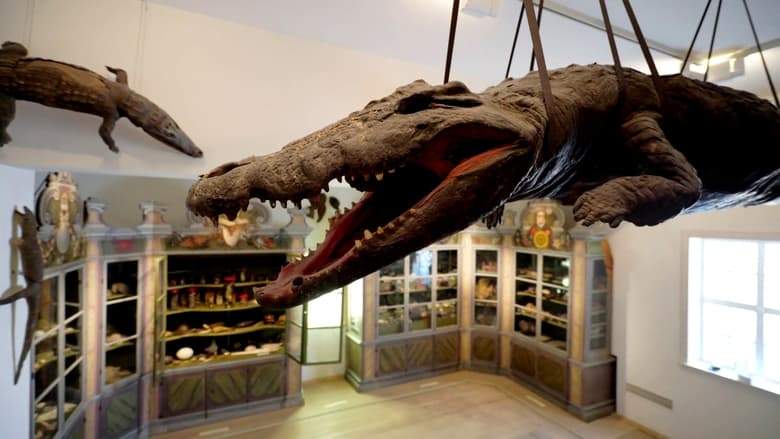 Die Geschichte Des Museums: Von Der Wunderkammer Zum Wahrzeichen (2022)
