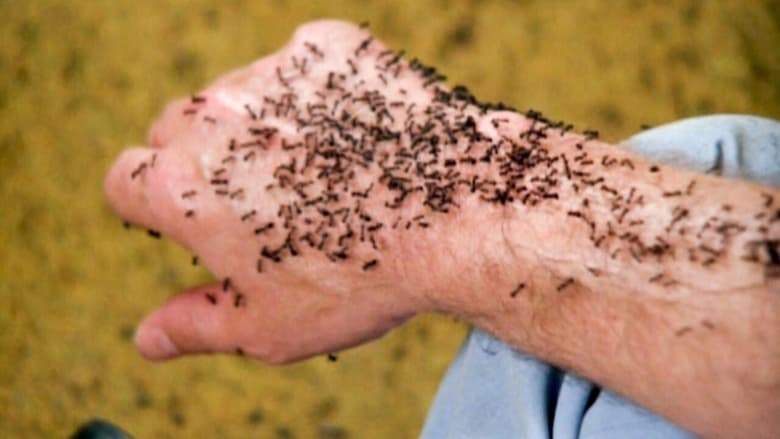 Ants! (1977)