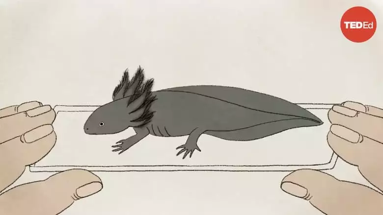 These Salamanders Snack On Each Other (But Don't Die) (2021)