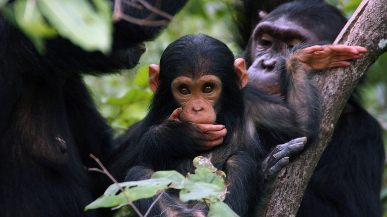 Jane Goodall: Saving Paradise (2018)