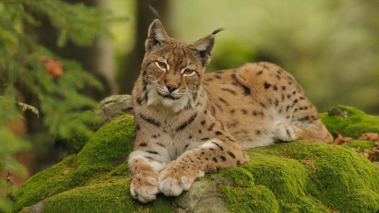 Im Wald der Luchse (2019)