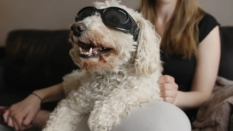 In Dog Years (2019)