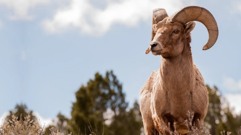 America's Greatest Animals (2012)