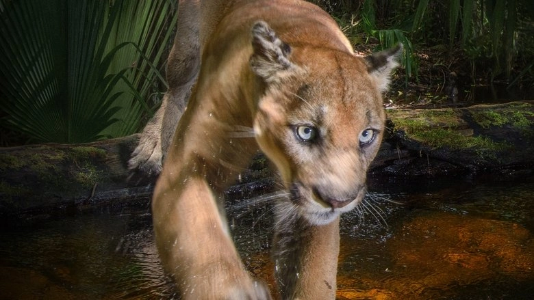 Path Of The Panther (2022)