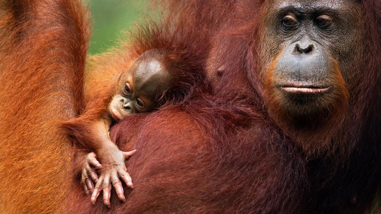 Orang-Utans - Borneos Waldmenschen (2025)