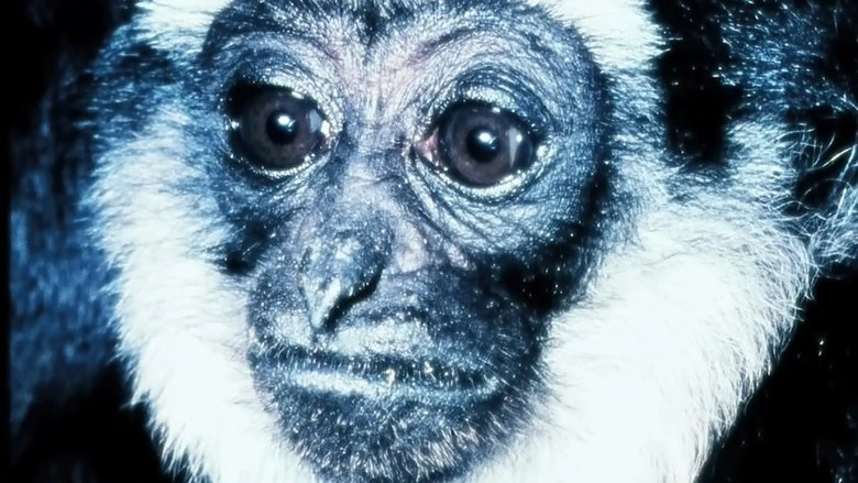 Gibbons: The Forgotten Apes In Peril (2009)