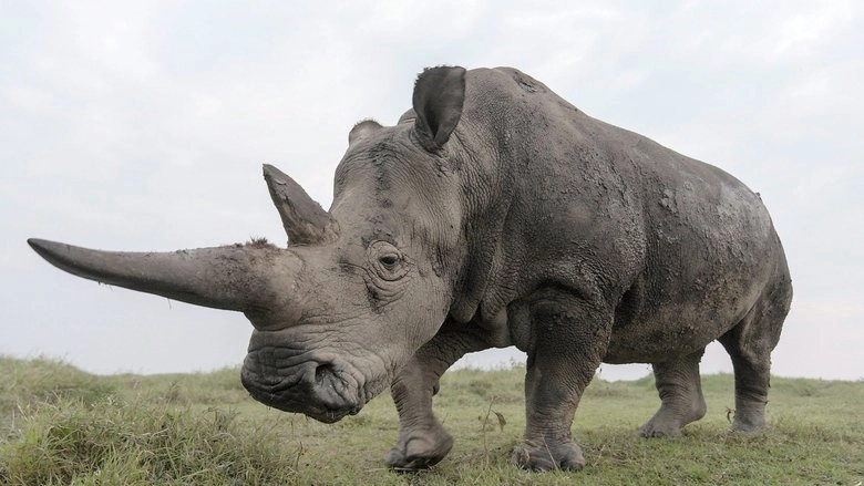 The Last Rhinos: A New Hope (2025)