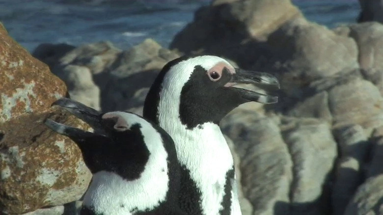 The African Penguin (2009)