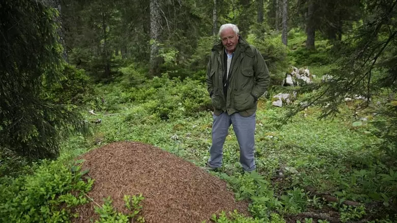 David Attenborough's Ant Mountain (2017)