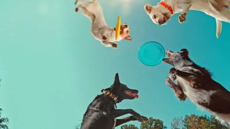 Inside The Mind Of A Dog (2024)
