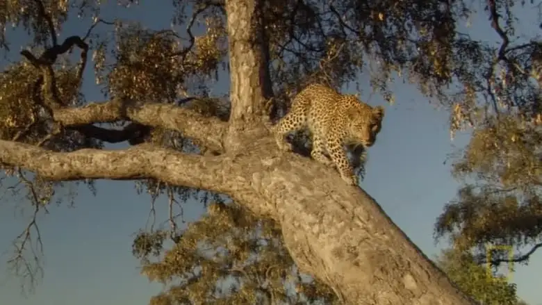Eye Of The Leopard: Revealed (2022)