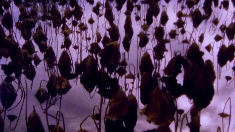 Hiroshima - Nagasaki (2024)