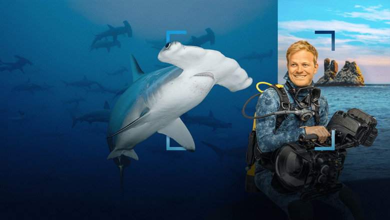 Hammerhead Sharks Up Close With Bertie Gregory (2026)