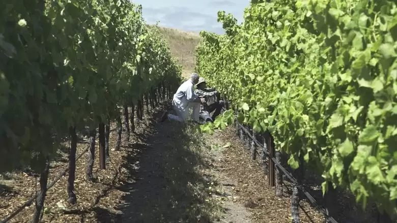 Living Wine (2022)