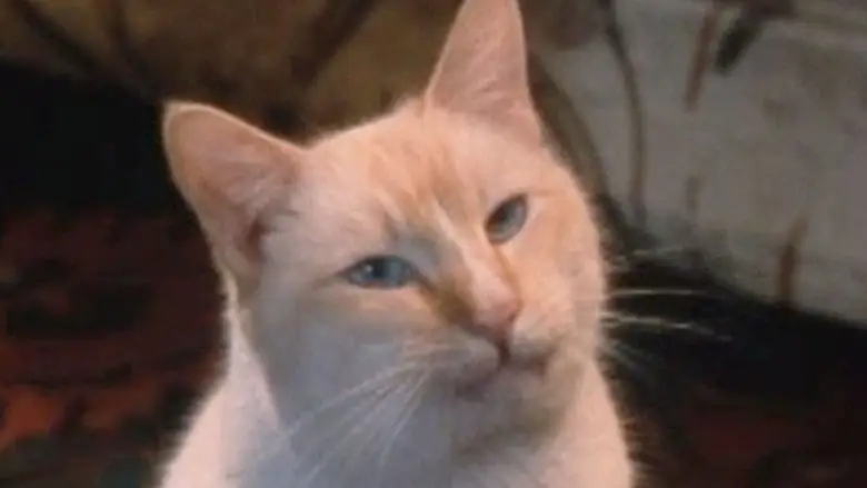 The Richest Cat In The World (1986)