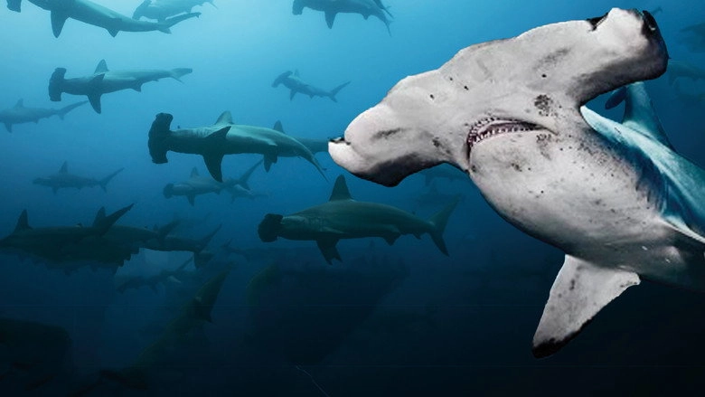 Galapagos: Realm Of Giant Sharks (2012)