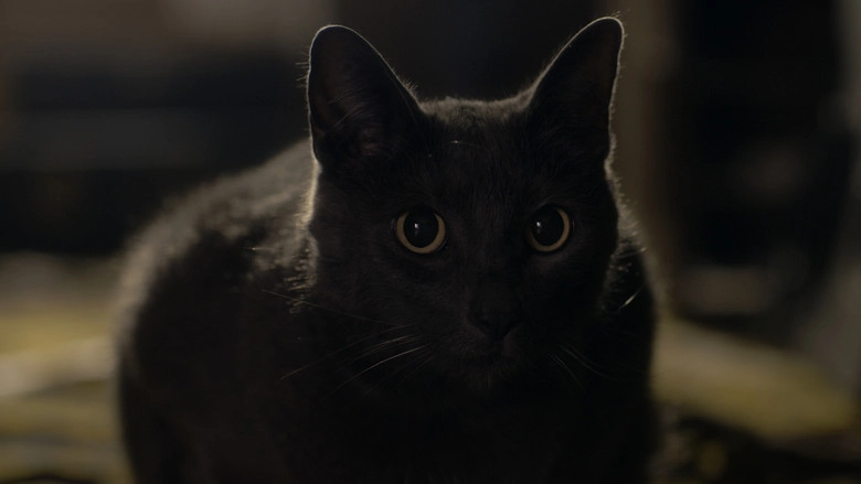 Stray (2018)