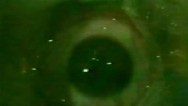 Cannabis Holocaust: Mutant Hell (2001)