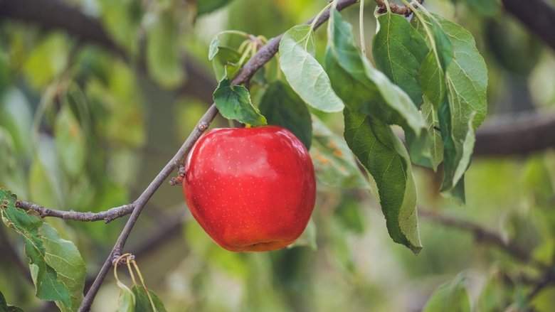 Carovne Jablko (2025)