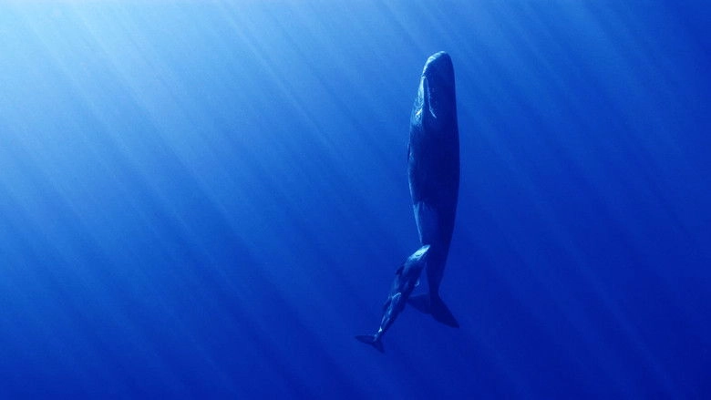 Whales And I (2024)