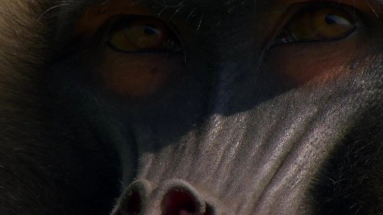 Africa (2013)