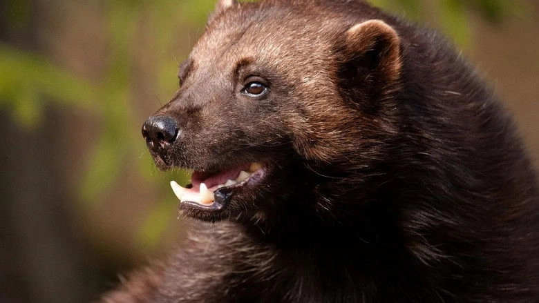 Wolverine: One Tough Mother (2021)