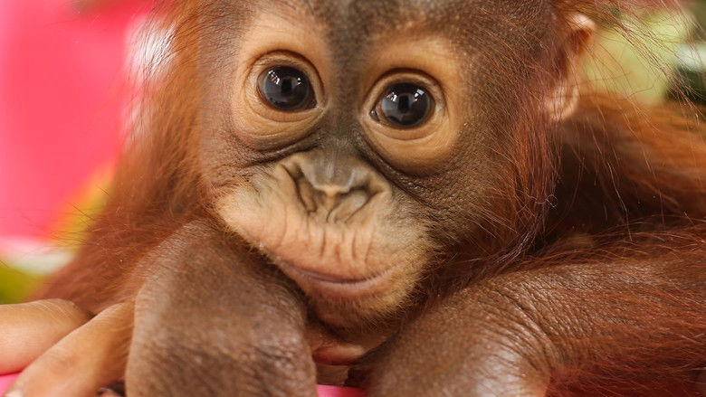 The Disenchanted Forest (2002)